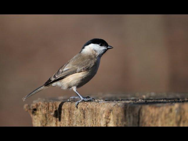 Marsh tit 1h bird sound