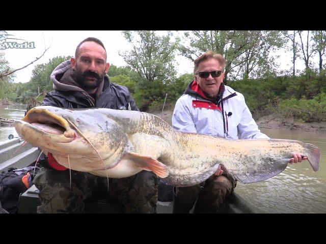 PESCA AL SILURO: SPINNING SUL FIUME SECCHIA - HD by CATFISHING WORLD