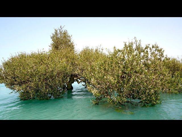 IRAN - Qeshm Island - Part 1