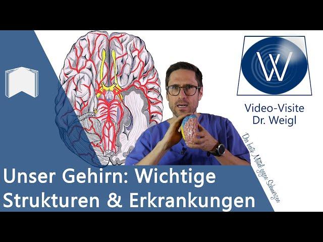 Das Gehirn: Aufbau & Funktion - 6 häufige Erkrankungen von Alzheimer über Epilepsie bis Schlaganfall