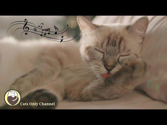 Soothing Music for Cats - Piano Music to Relax and Calm Cats