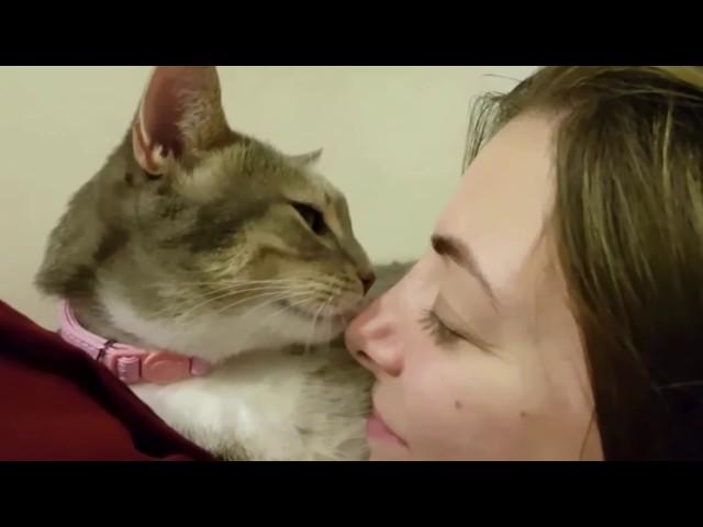 Cat licks owner