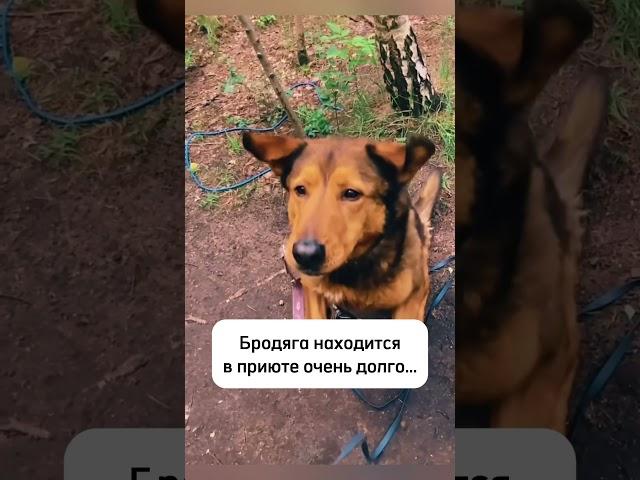 1600 день в приюте...