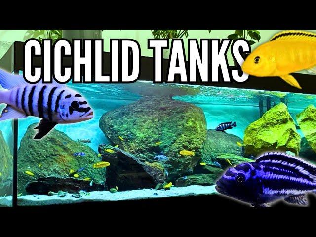 10 Beautiful Cichlid Tank Setups (Mbuna Cichlids)