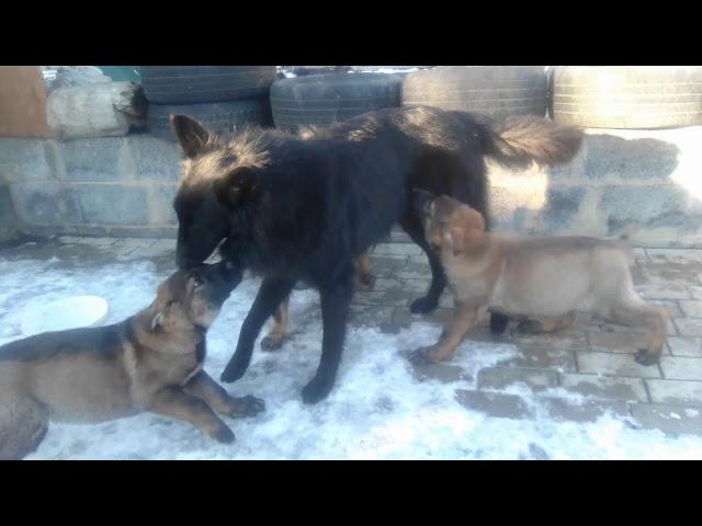 Центр Практического Собаководства КСПС КУПА.380713282209 Вотсапе Вайбер