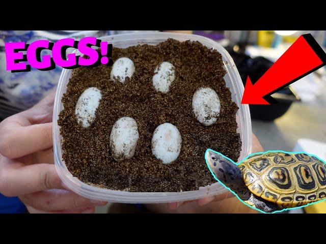 TURTLE EGG CARE!