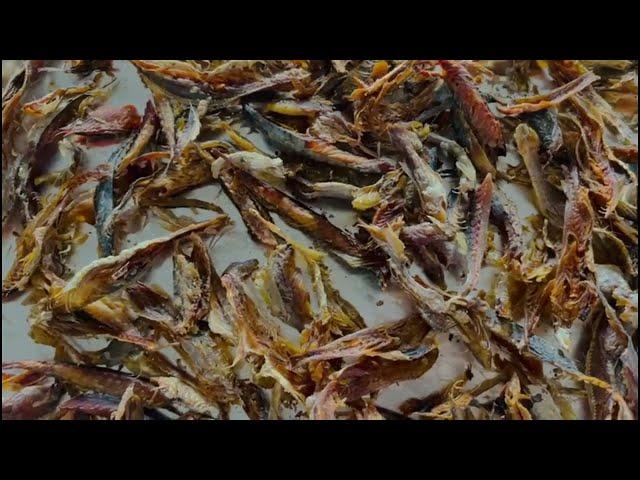 How To Dry Fish To Make It Last Longer At Home