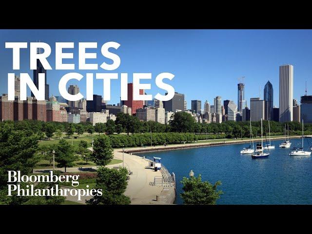 Why Tree Planting is Necessary for a Healthy Economy and Environment | Bloomberg Philanthropies