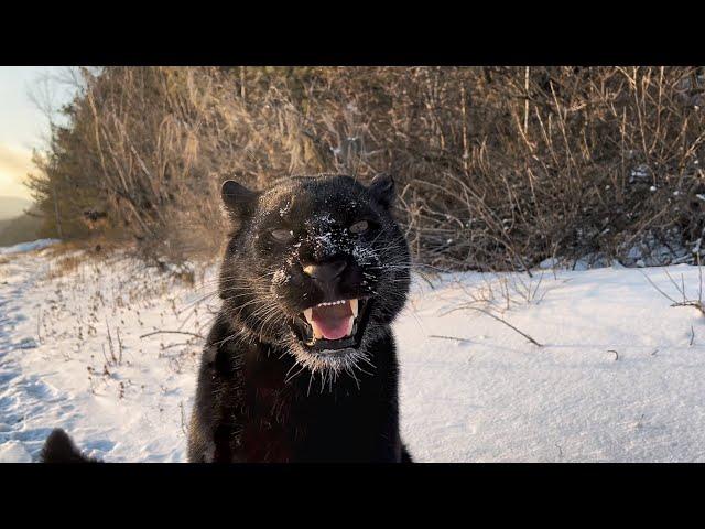 A hike through the childhood places of Luna the panther (ENG SUB)