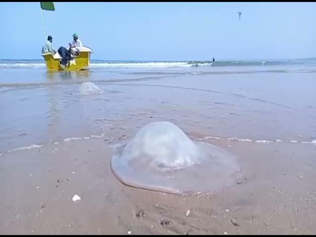 jelly fish in Gaddani