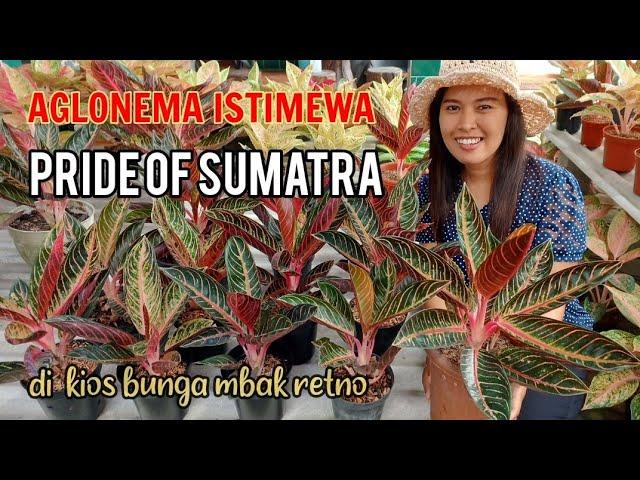 Aglonema Istimewa Pride Of Sumatra paling di minati hanya di kios bunga mbak retno