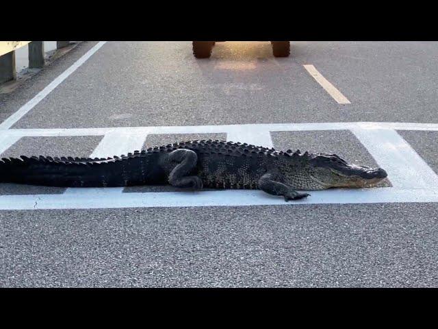 Lazy Gator Takes a Break in the Crosswalk