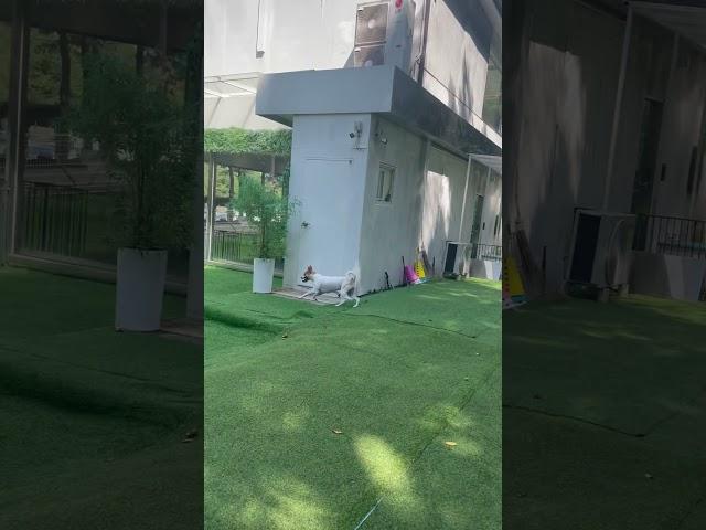 #포크테일