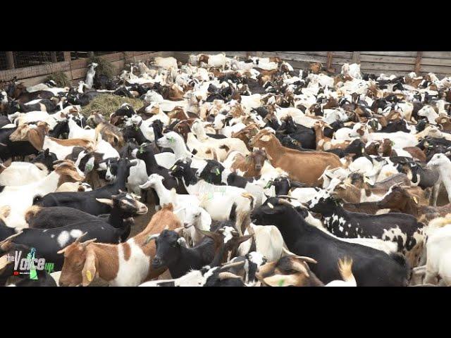 What you need to know about goat farming