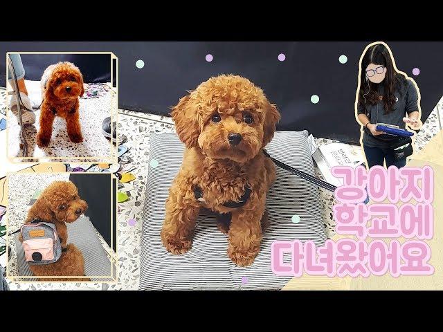 강아지 학교에 다녀왔어요! 개집사와 반려견 함께 공부해요. 1탄 Dog School! Dog Owners and Puppies Learning Together Episode 1