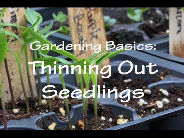 Gardening Basics: Thinning Out Seedlings