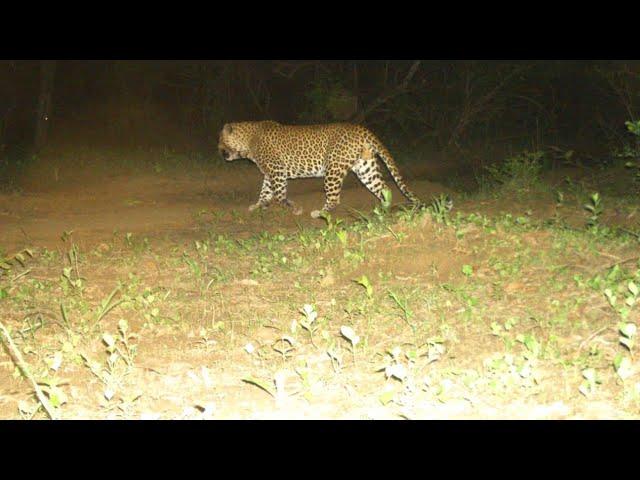 चित्रकूट टाईगर रिजर्व //Chitrakoot tiger reserve//Ranipur tiger reserve chitrakoot