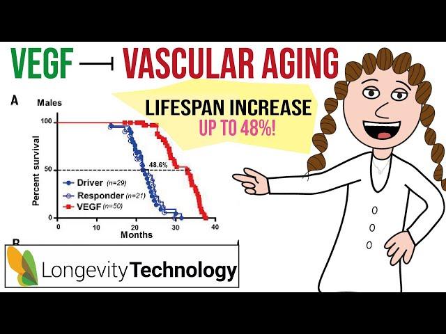 VEGF to extend lifespan? (targeting vascular aging)