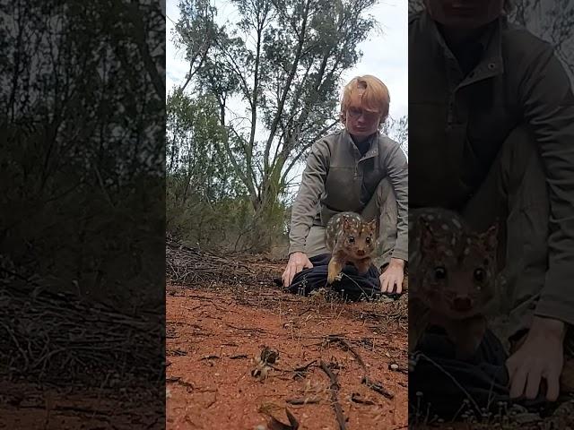 Tom the Quoll - Australian Wildlife Conservancy