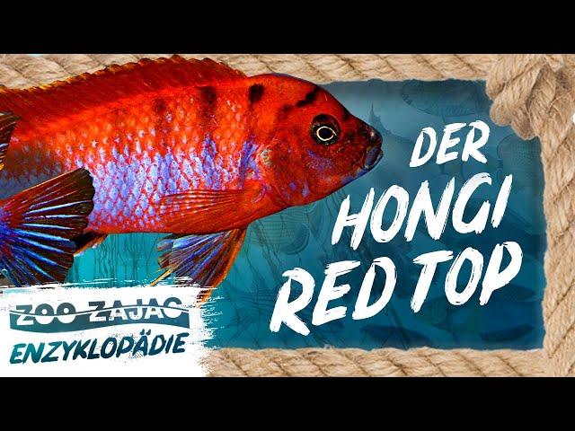 HONGI RED TOP | FISCHENZYKLOPÄDIE | ZOO ZAJAC