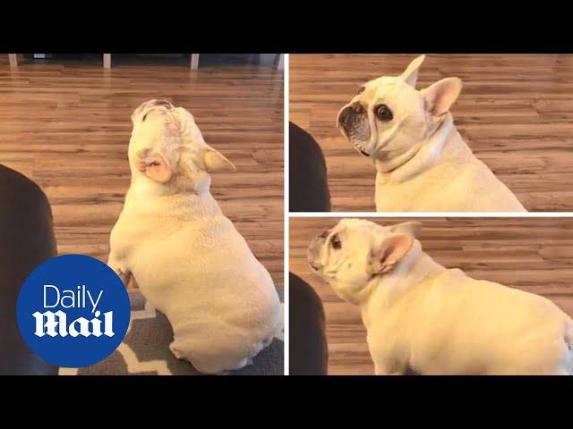 Angry French bulldog throws tantrum over Cheerios