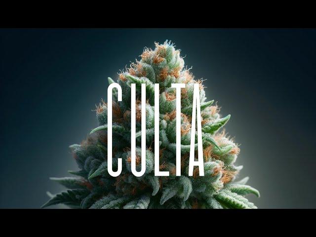 Inside CULTA: Maryland’s Cannabis Pioneers | Exclusive Behind-the-Scenes Tour 