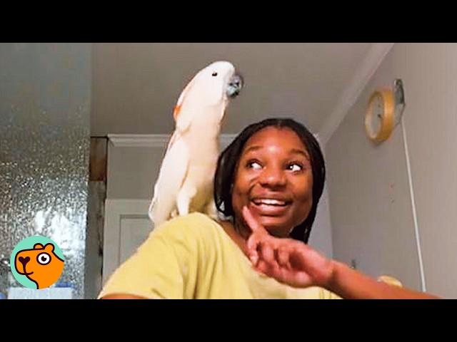 Shy Cockatoo Becomes Woman's Shadow, And She Doesn’t Mind | Cuddle Buddies