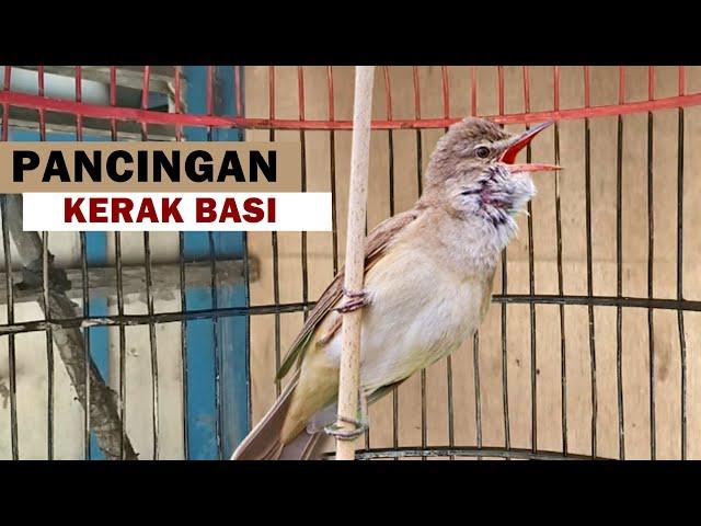 kerak basi alis putih gacor | Suara pancingan burung kerbas bahan agar cepat bunyi bongkar isian