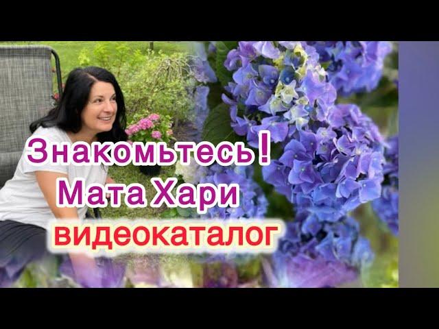 Гортензии купить в наличии‼️
