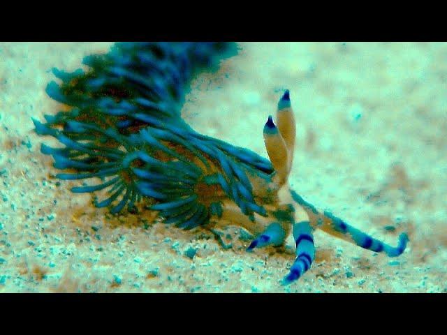 Facts: The Blue Dragon Nudibranch