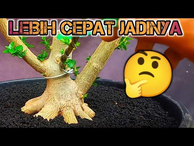 DAPET HARTA KARUN INI MAHBIKIN GERAK DASAR BONSAI SANCANG PREMNA MICROPHYLLA