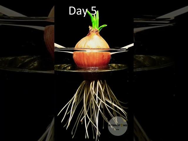 Growing green onion underwater! #timelapse #onion #plants #shorts