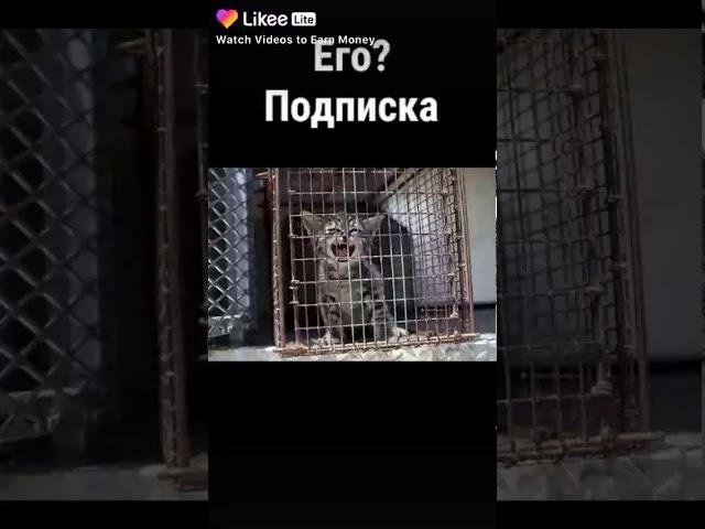 Ксюша печенька