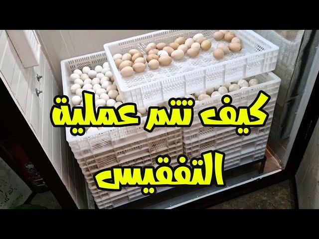 هكذا يتم وضع البيض في الشباك للتفقيس