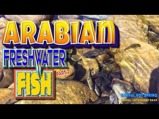 Garra Rufa - Arabian Freshwater Fish2. Places to visit in Oman.