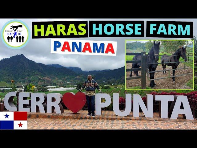 THOROUGHBRED HORSE FARM, ORCHIDS & CROPS! -Living in Panama- Moving to Panama |Become a Panama Expat