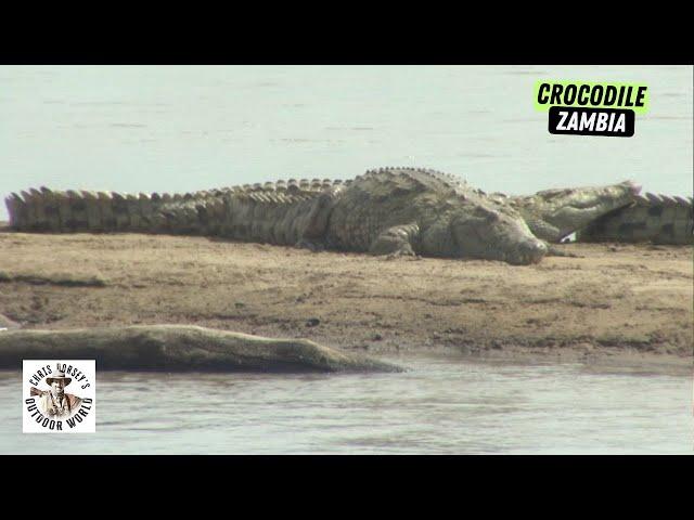 Hunting Dangerous Crocodiles in Zambia