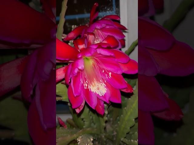 Весенний эпифиллум Epiphillum hybrid #epiphyllum #plants