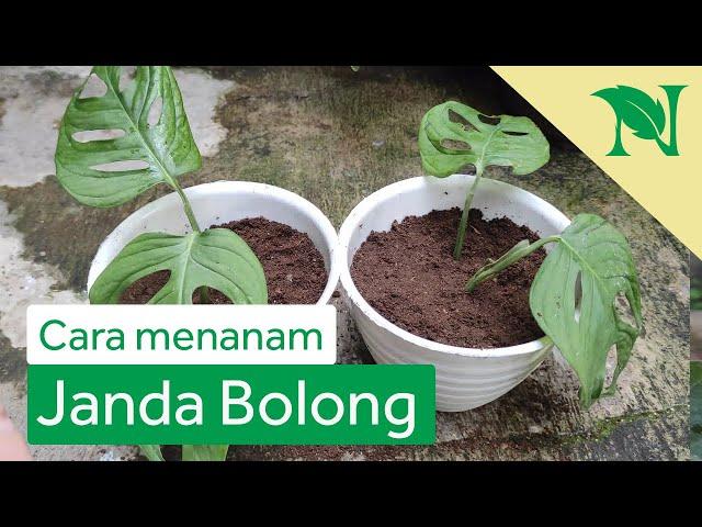 Cara Budidaya Bunga Monstera (Janda Bolong) Lengkap Beserta Perawatan