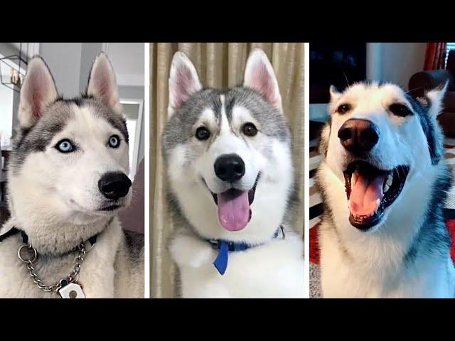 Ultimate Husky Compilation ~ Cutest & Funniest Huskies!