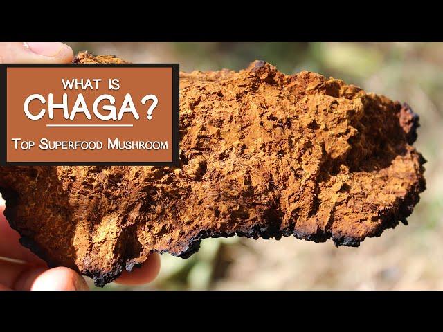 What is Chaga?  Learn Why It's a Top Superfood Mushroom