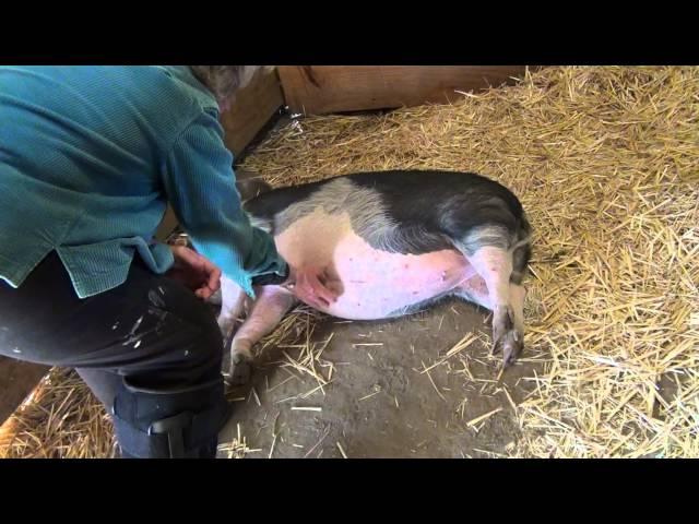 Harvest Home Animal Sanctuary: Mohawk the Pig gets a Belly Rub