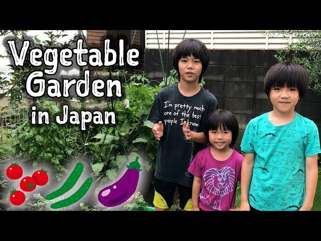 Our Vegetable Garden in Japan