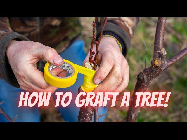 How to Graft a Tree | A Comprehensive Review of Grafting Japanese Maples