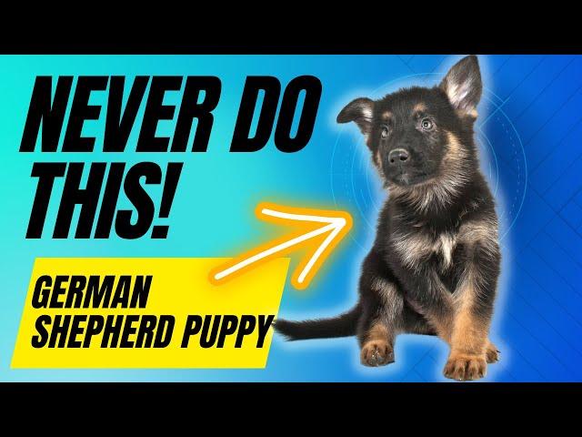 6 Things You Must Never Do With Your German Shepherd Puppy