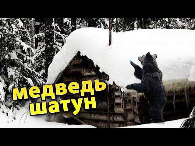 Напал медведь-шатун/  Как выживал раненый охотник/ Случай в тайге