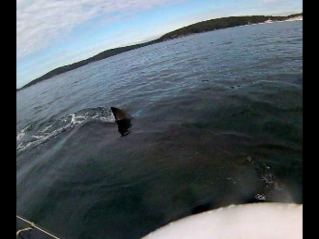 Australian Kayaker Close Encounter With Massive Shark