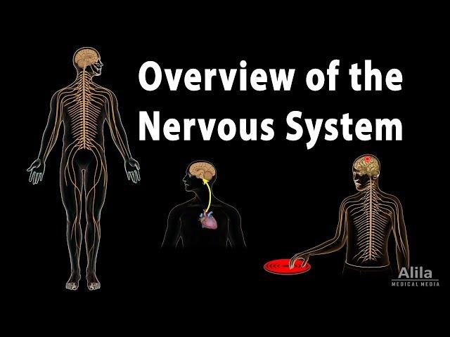 Overview of the Nervous System, Animation