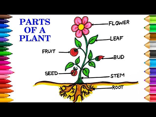 Easy Parts of A Plant Drawing | Diagram of Parts of Plants | Labelled Diagram of Parts of Plants