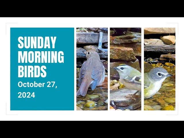 Blue-headed Vireo, Golden-crowned Kinglet, & Hermit Thrush!